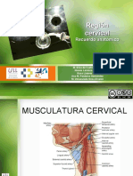 Región cervical: tiroides y paratiroides