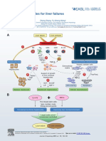 Stem Cell Therapies For Liver Failures