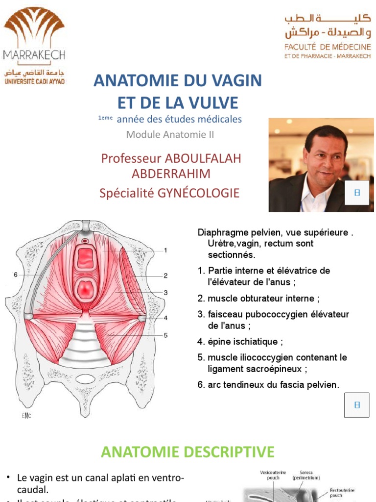 anatomie-du-vagin-et-de-la-vulve-pdf-clitoris-ut-rus