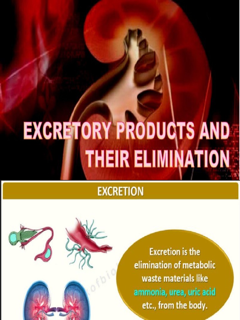 Excretory Products And Their Elimination Pdf