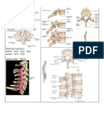 Spine Note