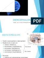 Diencephalon