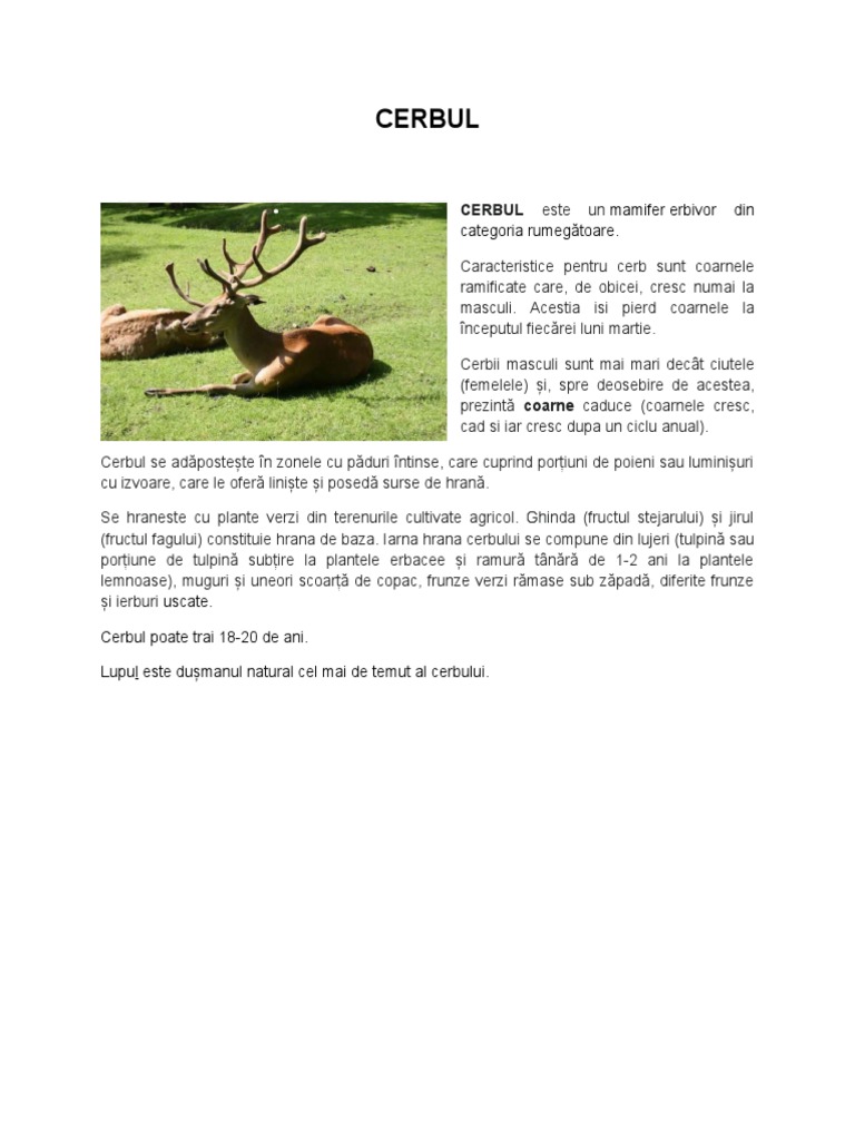 CERBUL | PDF