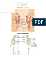 Músculos y Huesos del Cuerpo Humano