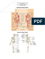 Músculos y Huesos Del Cuerpo Humano