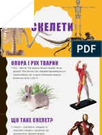 СКЕЛЕТИ. (Power Point) 