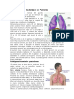 Anatomia de Los Pulmones