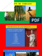 Cultivo de Cereales (Diapositivas)