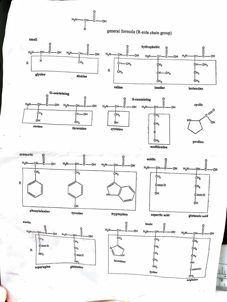 Structures of 20 Amino Acids | PDF | Biochemistry | Chemistry