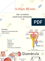 Expo 1-Fisiologia Renal