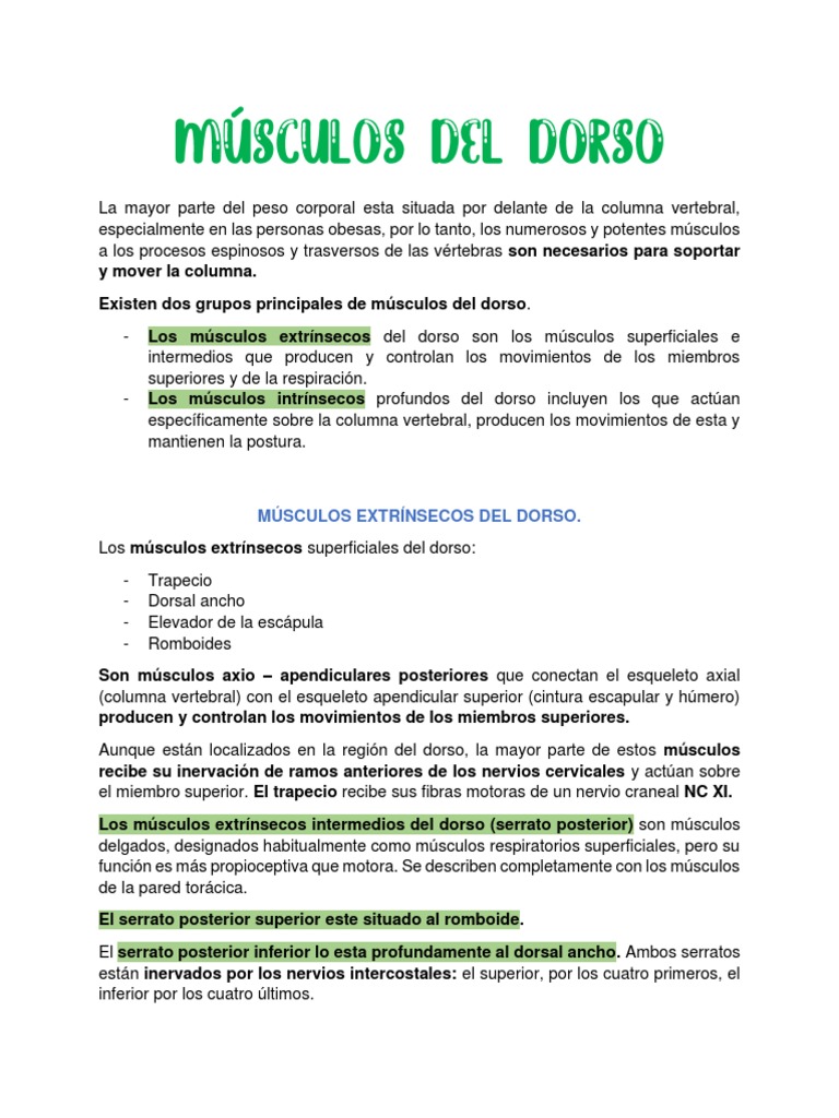 Músculos Del Dorso Descargar Gratis Pdf La Columna Vertebral Vértebra