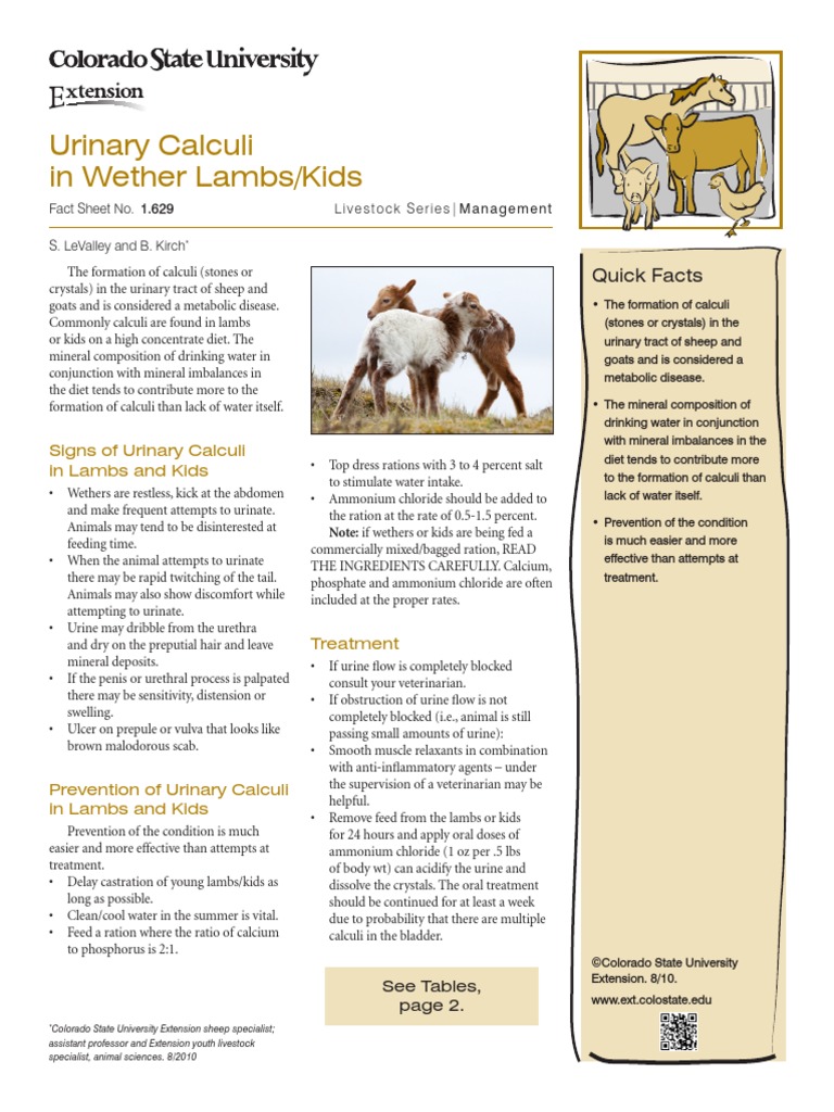Signs of Urinary Calculi in Lambs and Kids | PDF | Urine | Sheep