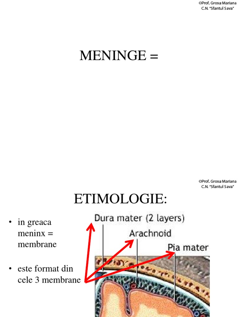 Meninge | PDF