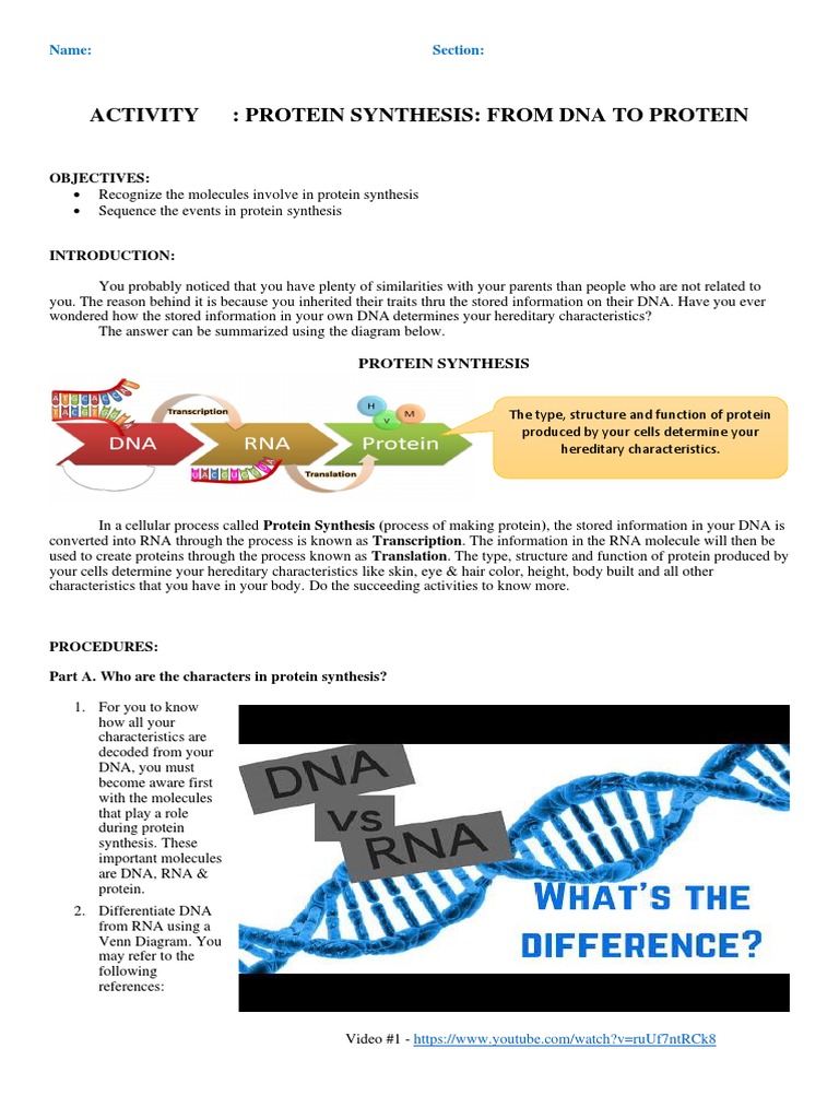 Activity 5 From DNA To Protein | PDF | Messenger Rna | Rna