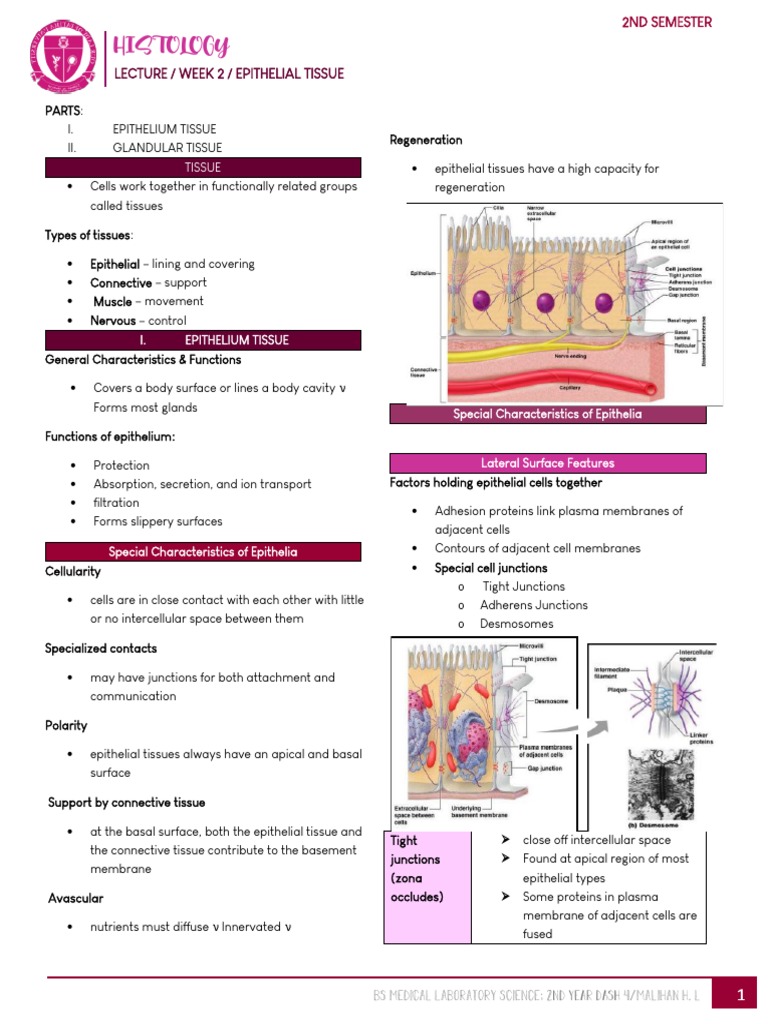 Histology - Week 2 - Epithelium Tissue | PDF | Epithelium | Human Anatomy