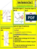 Female reproductive system diagram and menstrual cycle stages