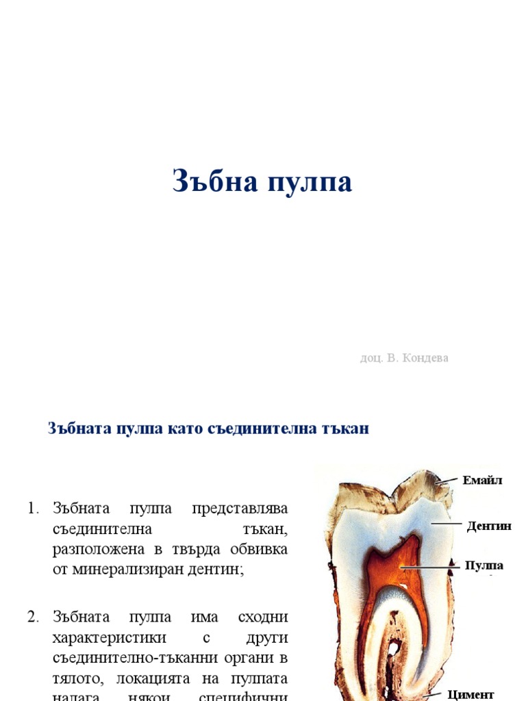 Зъбна пулпа 5 | PDF