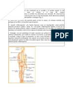 Sistema Muscular