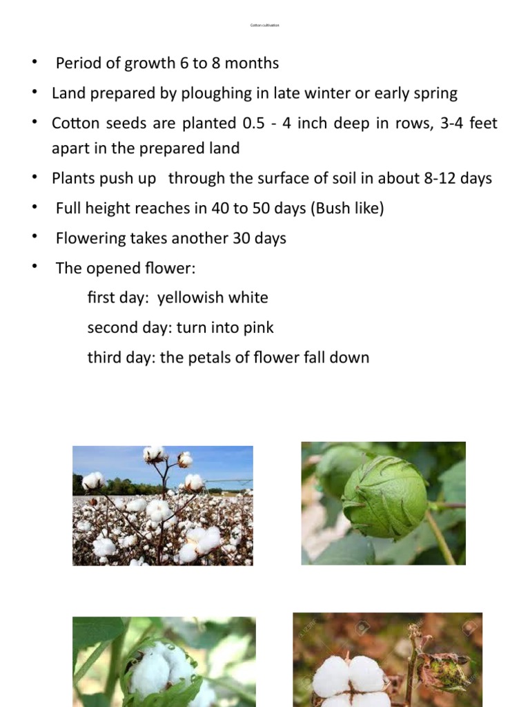 Cotton Cultivation Pdf