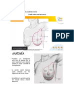 Anatomía mama BI-RADS densitometría