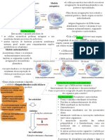 Origem dos seres eucariontes