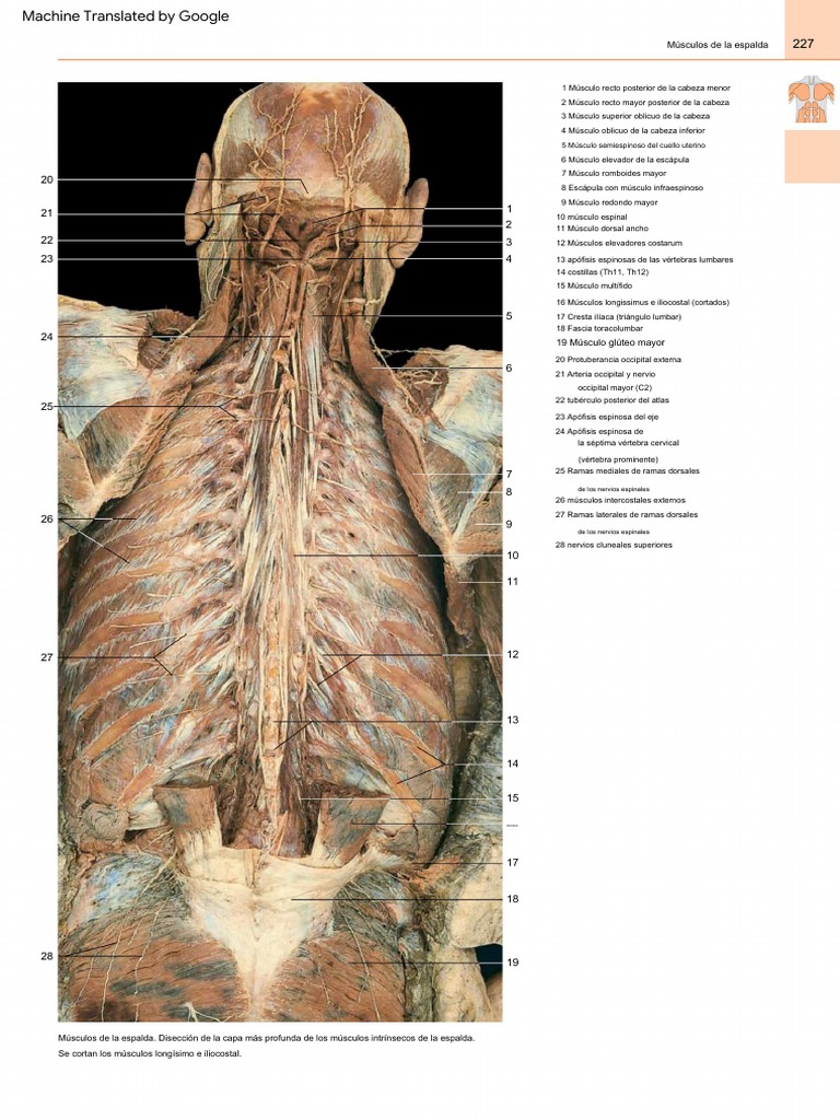 Anatomy. A Photographic Atlas-5-1 | PDF | Médula espinal | Vértebra