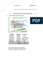 Tarea Anatomía-Museo gm3