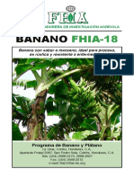 Fhia-18 Banano Resistente A La Sigatoka y Foc r4t