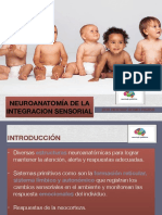 Neuroanatomia e Integracion Sensorial