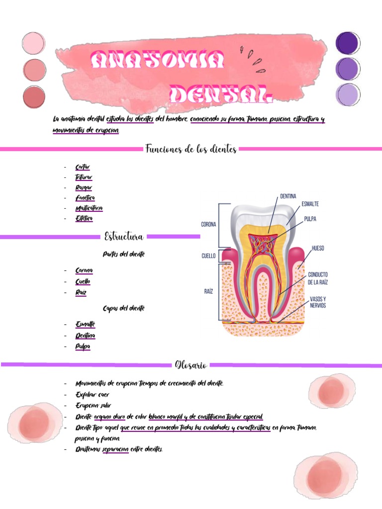 Guía Anatomía Dental Pdf Diente Boca