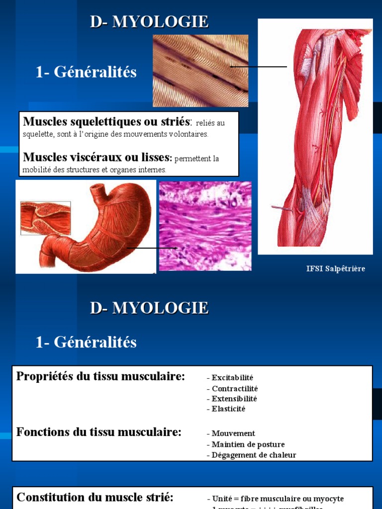 Myologie: Muscles et Fonctions | PDF | Muscle squelettique ...