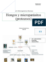 Microbiología y parasitología: Hongos y microparásitos (protozoos
