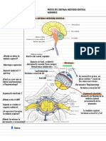 Repaso Neuroanato