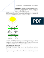 Fase Oscura de La Fotosíntesis