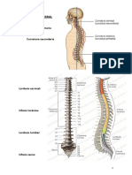 Anato, Columna Vertebral