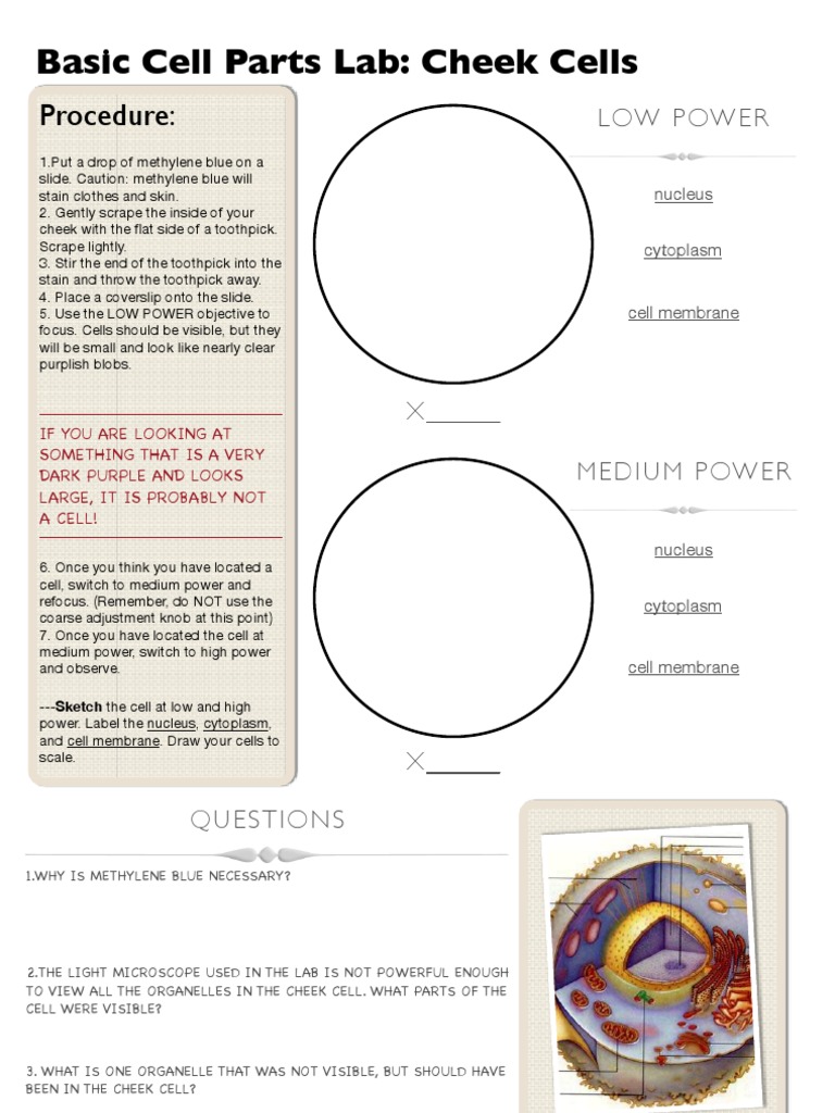 4 Cheek and Onion Cell Lab PDF