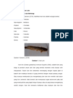 Ikan Lele Klasifikasi Morfologi Habitat Makan