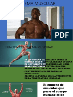 Sistema muscular: funciones y tipos