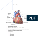 Anatomi Sistem Cardiovasculer