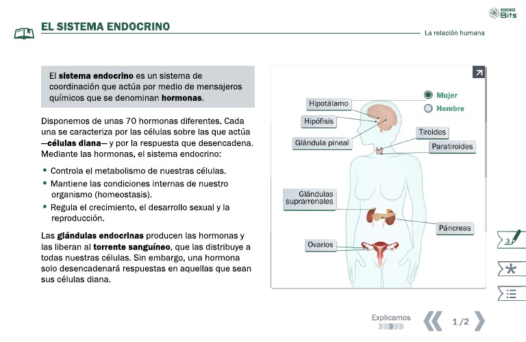 Sistema endocrino - Wikipedia, la enciclopedia libre