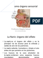 5 La NARIZ Como Órgano Sensorial