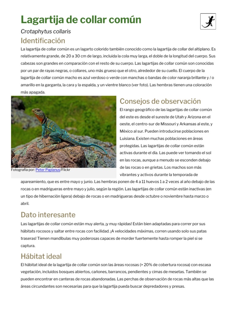 Spanish - Eastern Collared Lizard | PDF | Destrucción del habitát