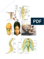 GAMBAR BIOLOGI DEPI