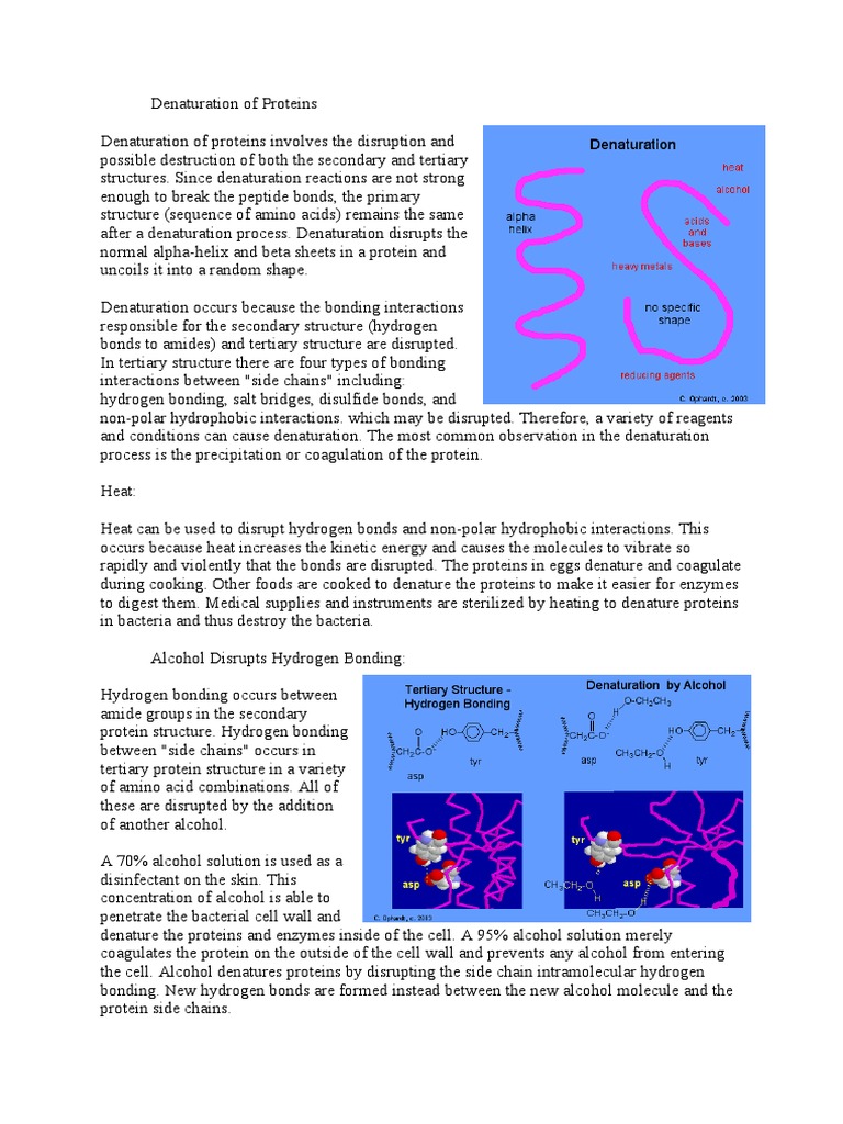 Dokument Download Free PDF Denaturation (Biochemistry) Proteins