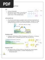 NOTES 1 ATP and ADP Cycle