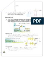 NOTES 1 ATP and ADP Cycle