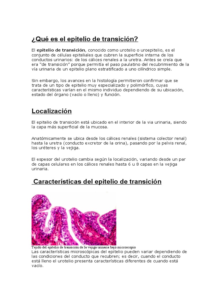 Epitelio de Transicion PDF Epitelio Sistema urinario