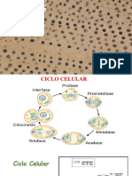 Clase 10. Mitosis Agosto 2022