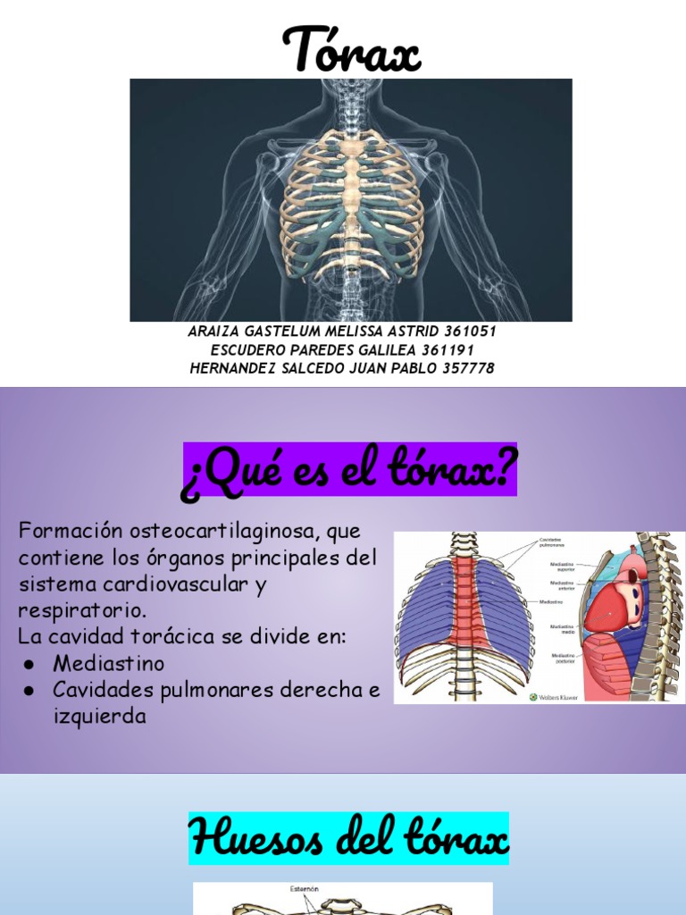 Exposición Tórax. | PDF | Tórax | La columna vertebral