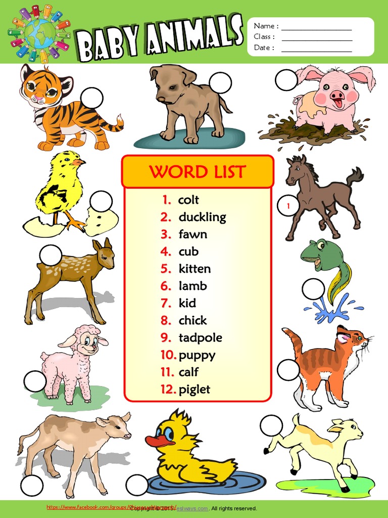 Baby Animals Esl Vocabulary Number The Pictures Worksheet For Kids